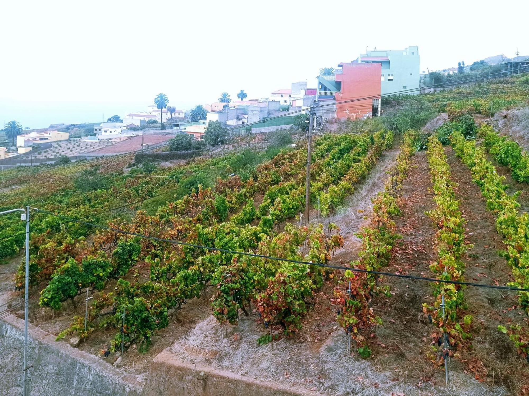 Live La Victoria Carril - Casa Acogedora Y Familiar Con Terraza Completa Villa La Victoria de Acentejo Exteriör bild